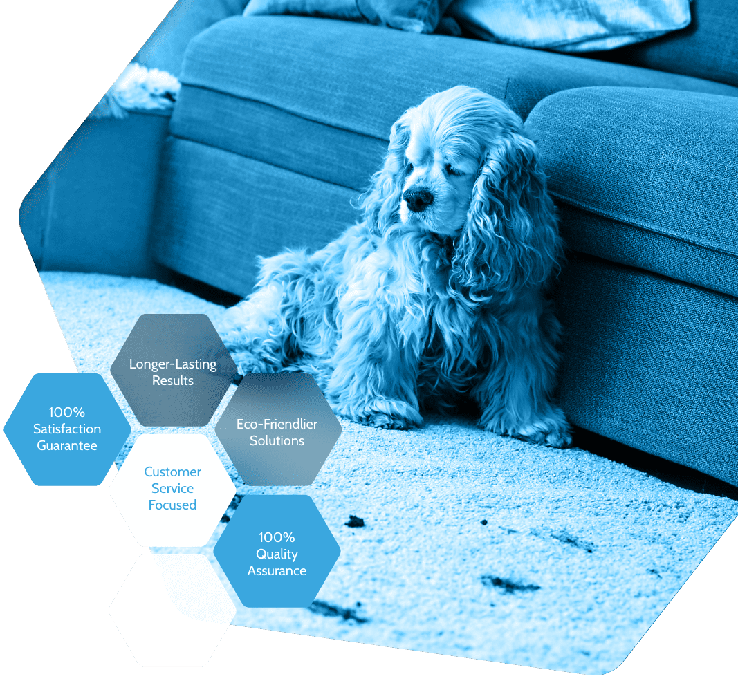 blue-dog